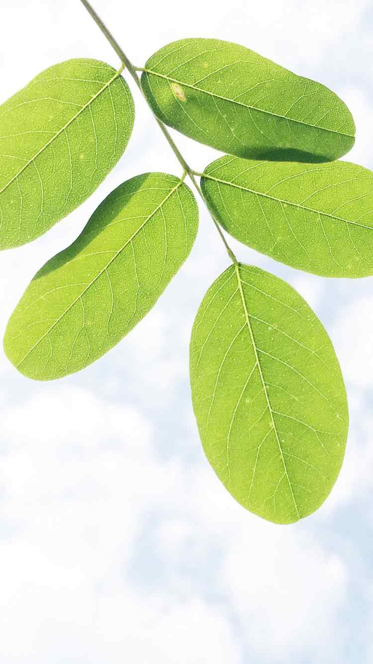 夏日唯美小清新植物手机壁纸