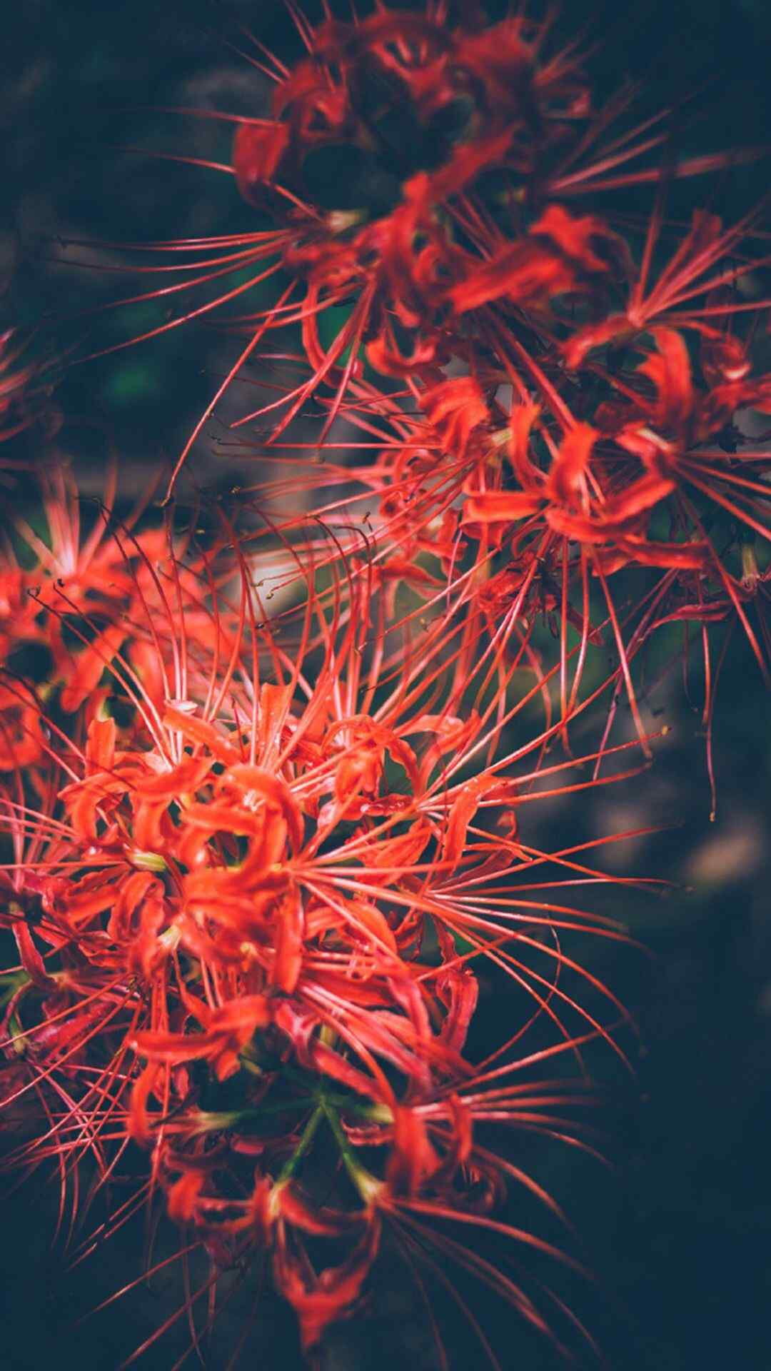 彼岸花唯美花卉植物手机壁纸