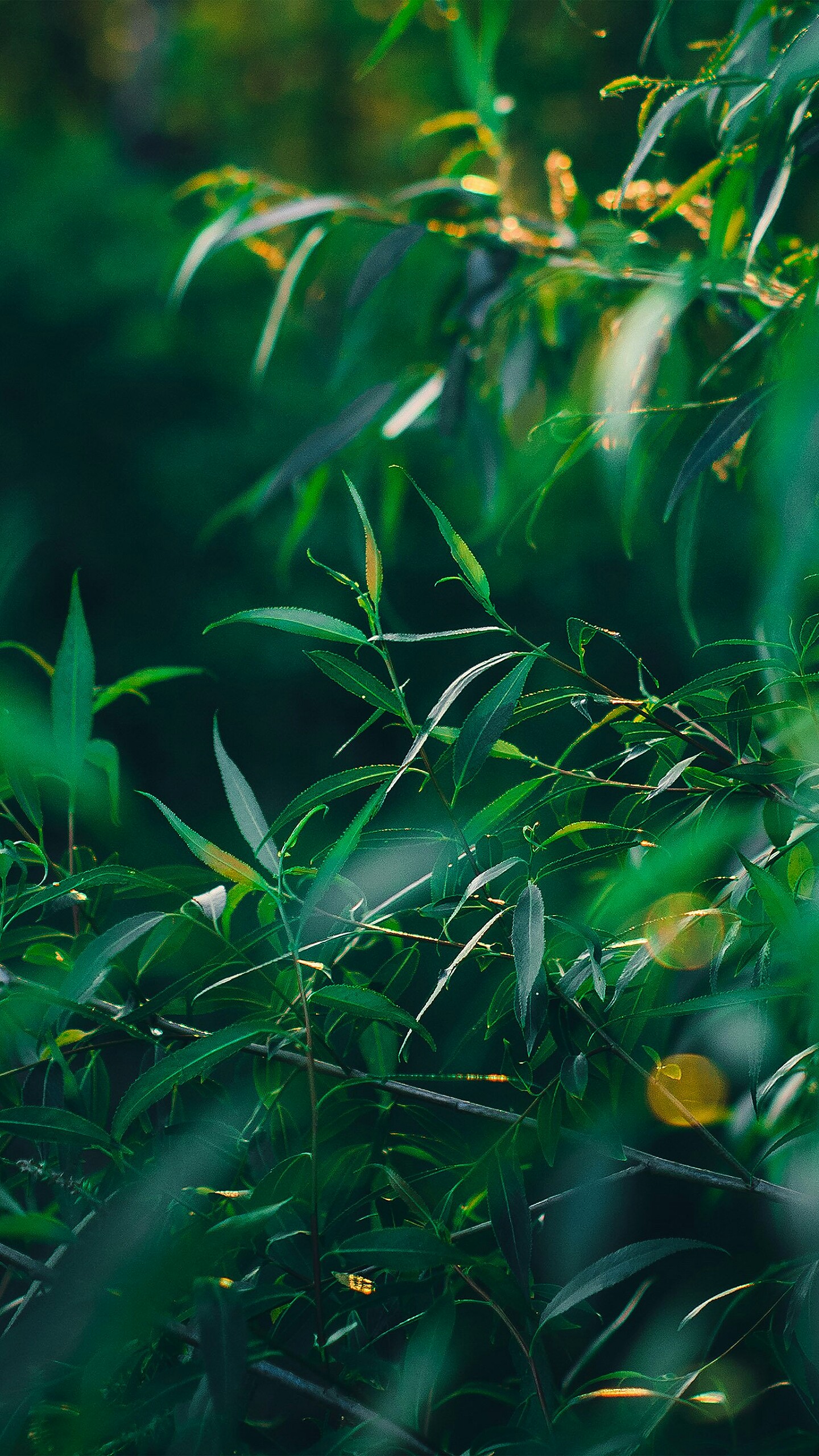 唯美微距摄影高清植物手机壁纸