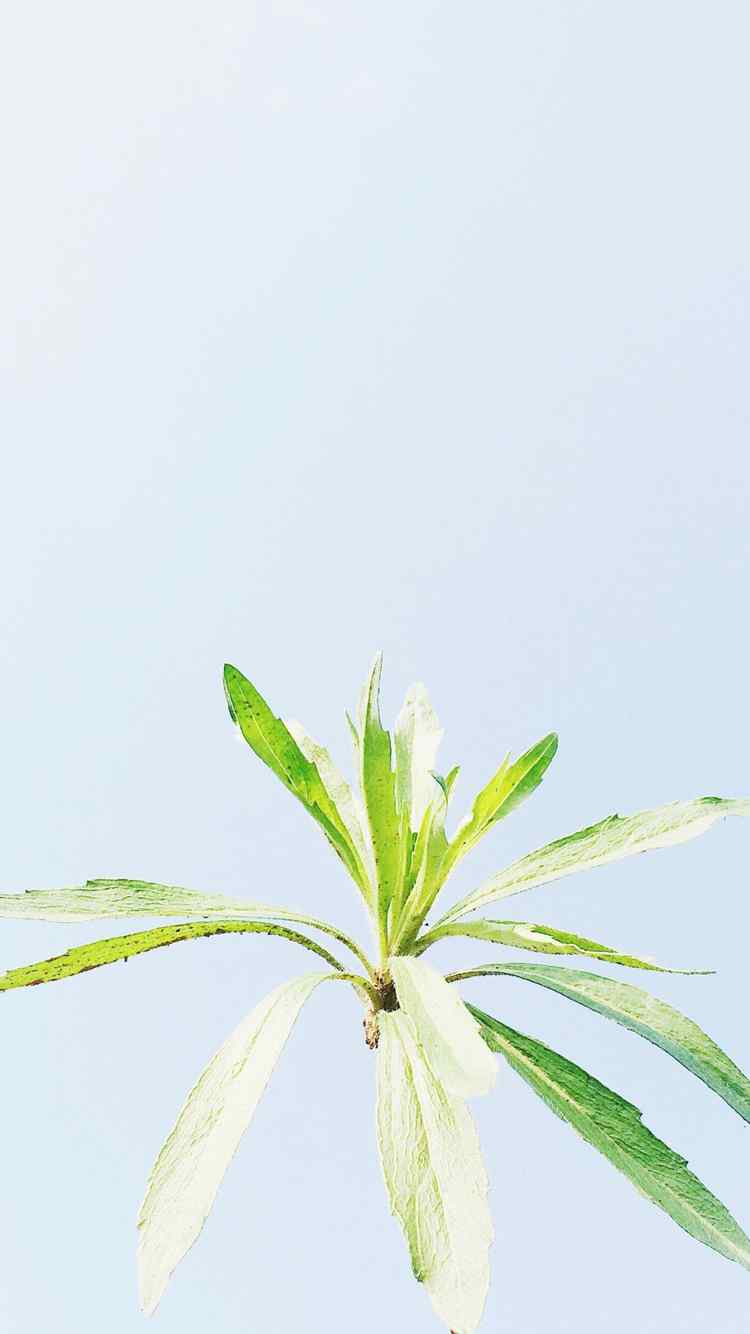 夏日唯美小清新植物手机壁纸