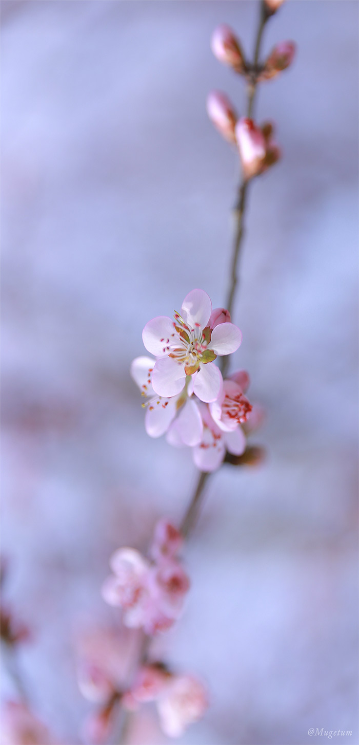 粉嫩淡雅唯美樱花手机壁纸