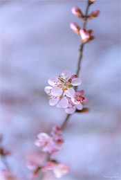 粉嫩淡雅唯美樱花手机壁纸