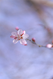 高清粉色樱花手机壁纸