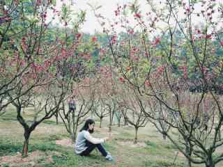 小清新桃花林中美女图片壁纸