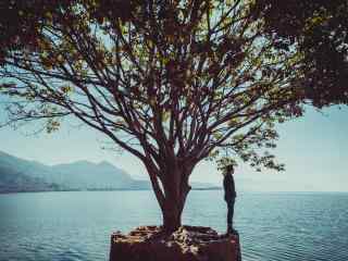 大理洱海树下的男人风景图片桌面壁纸