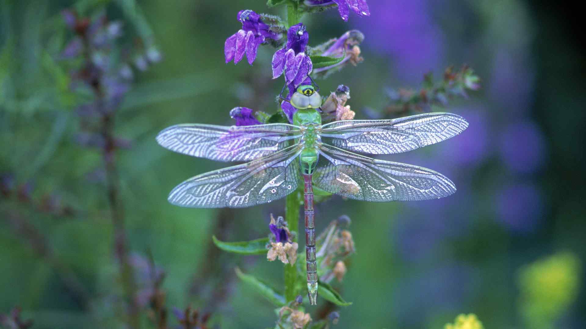 花丛间美丽的蜻蜓壁纸图片