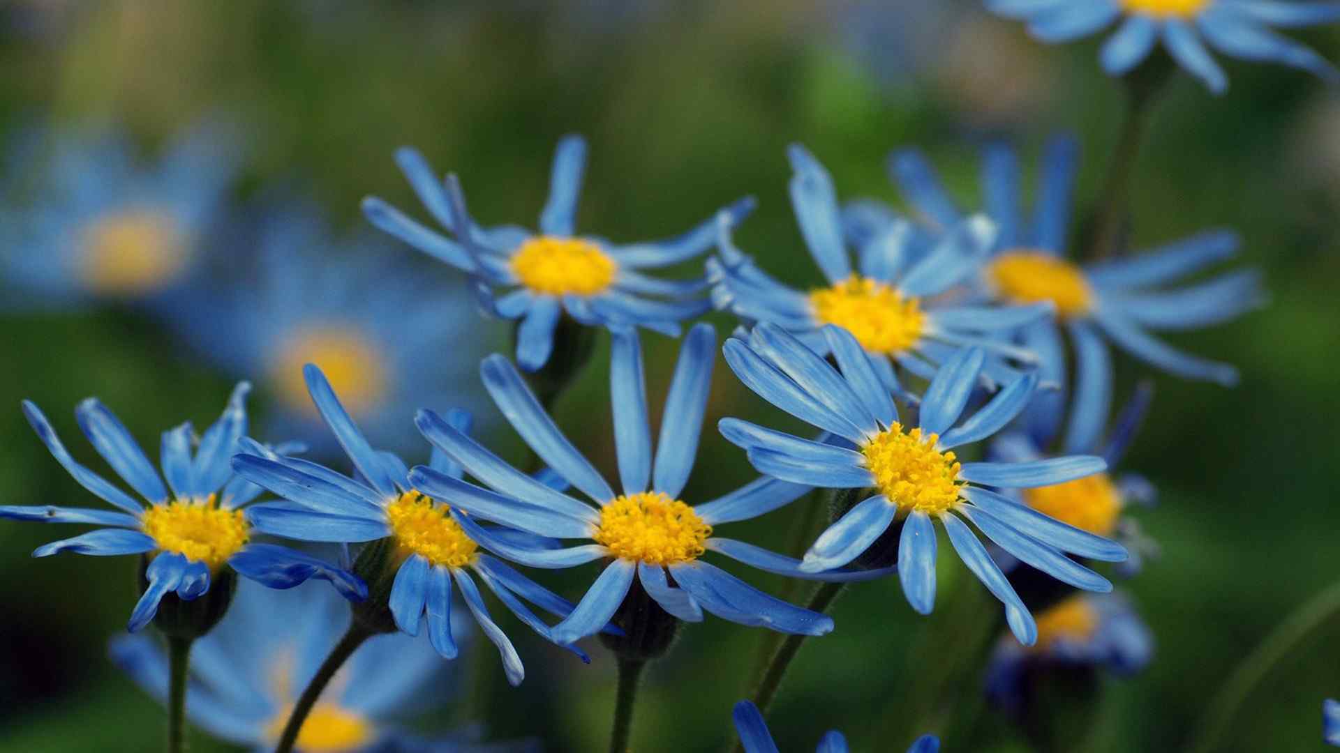 幽蓝色的鲜花桌面壁纸