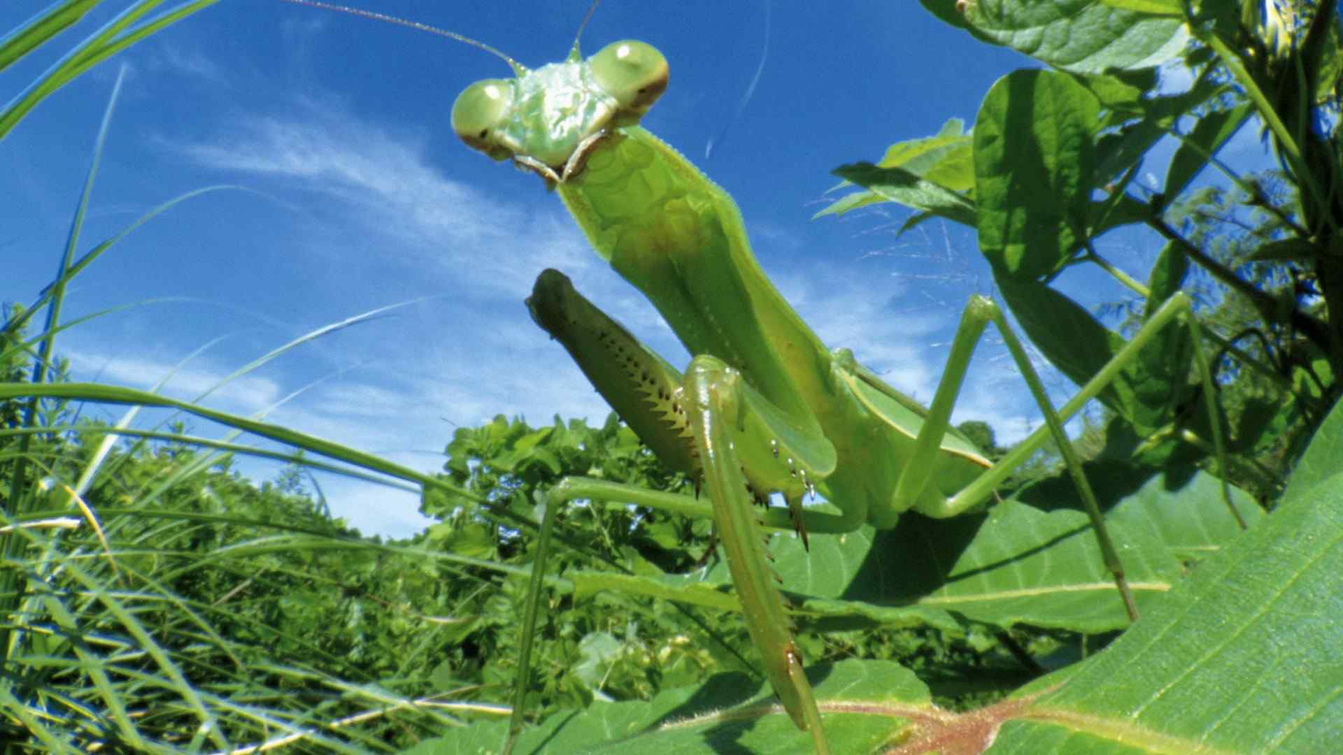 动物昆虫螳螂图片高清电脑桌面壁纸