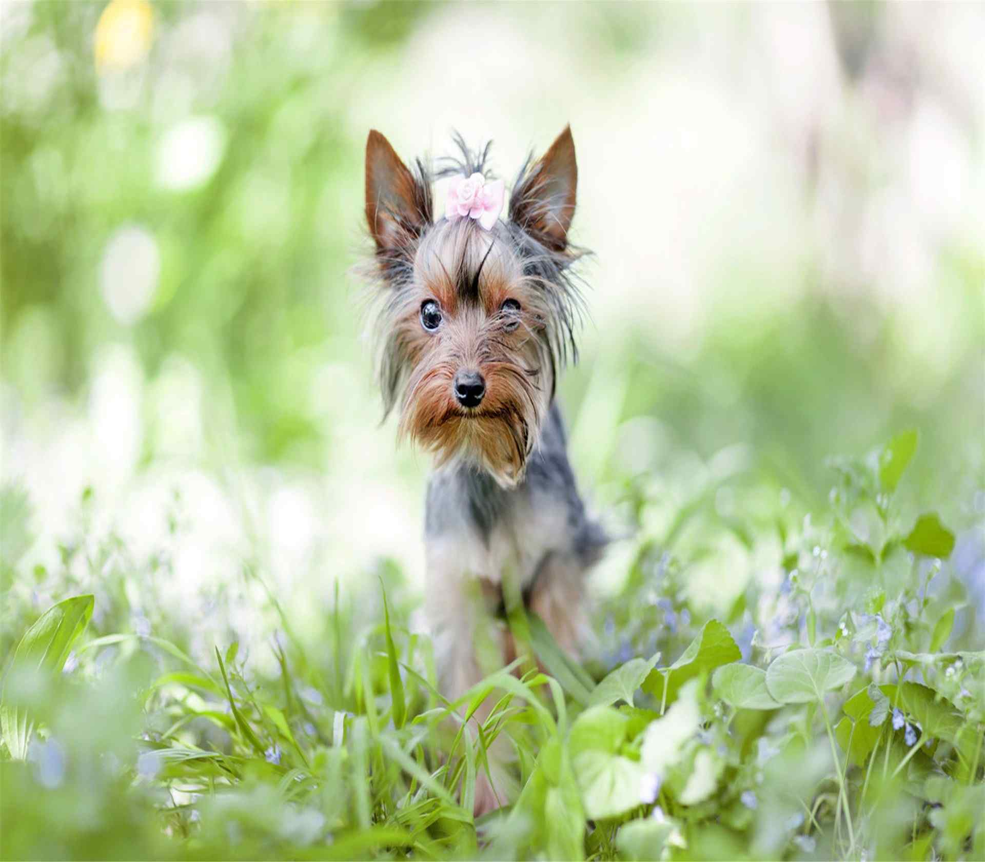 草丛中行走的约克夏犬高清壁纸