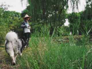 阿拉斯加犬与钓鱼青年风景照桌面壁纸