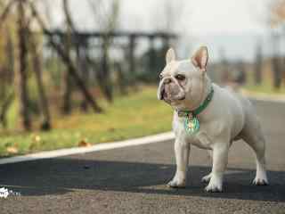 阳光下身材健硕的法斗犬图片桌面壁纸