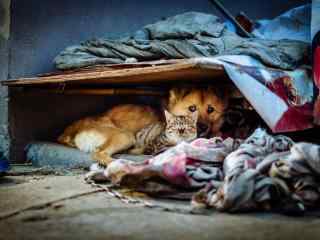 垃圾堆里的猫和狗摄影图片桌面壁纸