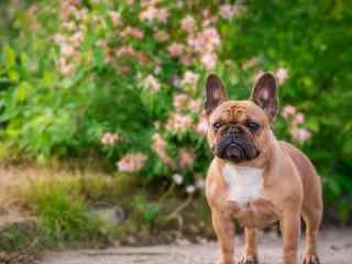 可爱的斗牛犬狗狗图片高清桌面壁纸