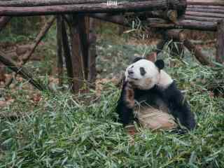 在挠痒痒的可爱大熊猫桌面壁纸