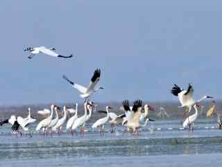 鄱阳湖湿地公园中白鹤图片壁纸