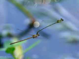 空中飞舞的两只蜻蜓图片壁纸