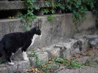 鼓浪屿上的小猫咪桌面壁纸