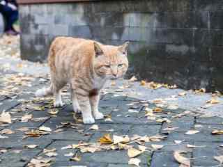 霸气行走的小猫桌面壁纸