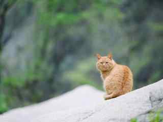 华山上的可爱小橘猫桌面壁纸