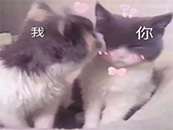 腼腆可爱小猫甜蜜