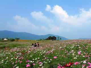 安徽巢湖花海风景壁纸