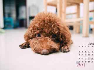 2017年1月日历呆萌泰迪犬高清壁纸