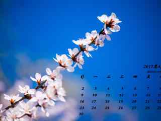 2017年4月日历唯美鲜花图片壁纸