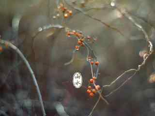 雨水节气-唯美小清新图片桌面壁纸