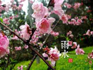 雨水节气-唯美雨后梅花图片桌面壁纸