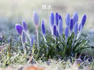 雨中美丽的花朵图片雨水节气壁纸