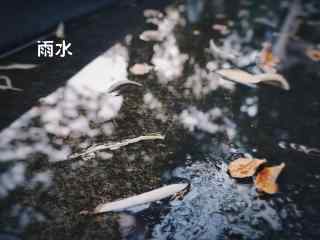 雨水节气唯美落叶图片桌面壁纸