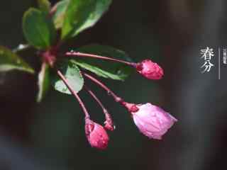 春分节气—沾满水珠的花朵桌面壁纸