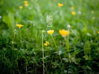 春分节气—绿色护眼小草桌面壁纸