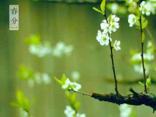 春分节气—新枝吐绿芽桌面壁纸