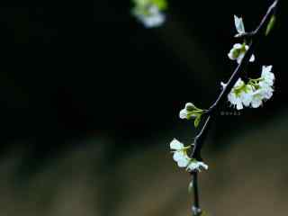 春分节气—春天的气息桌面壁纸