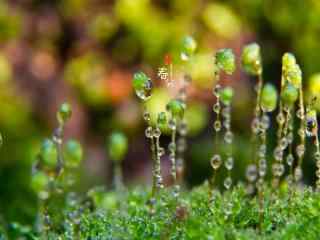 春分节气—郁郁葱葱的小嫩芽桌面壁纸