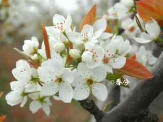 春分节气—小清新鲜花桌面壁纸