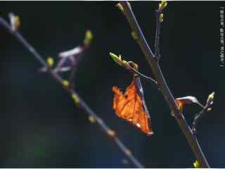 春分节气—季节的变化桌面壁纸