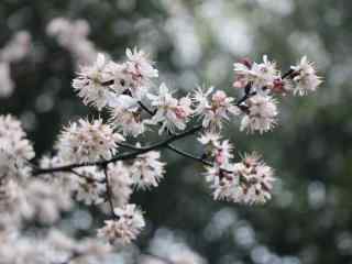 春分—唯美鲜花桌面壁纸