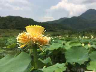 池塘上一枝独秀的莲蓬桌面壁纸