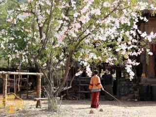 那年花开月正圆花下周莹壁纸