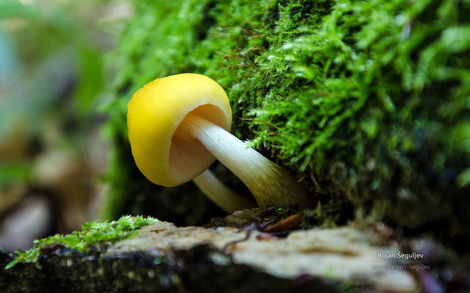 晨曦的小蘑菇桌面壁纸