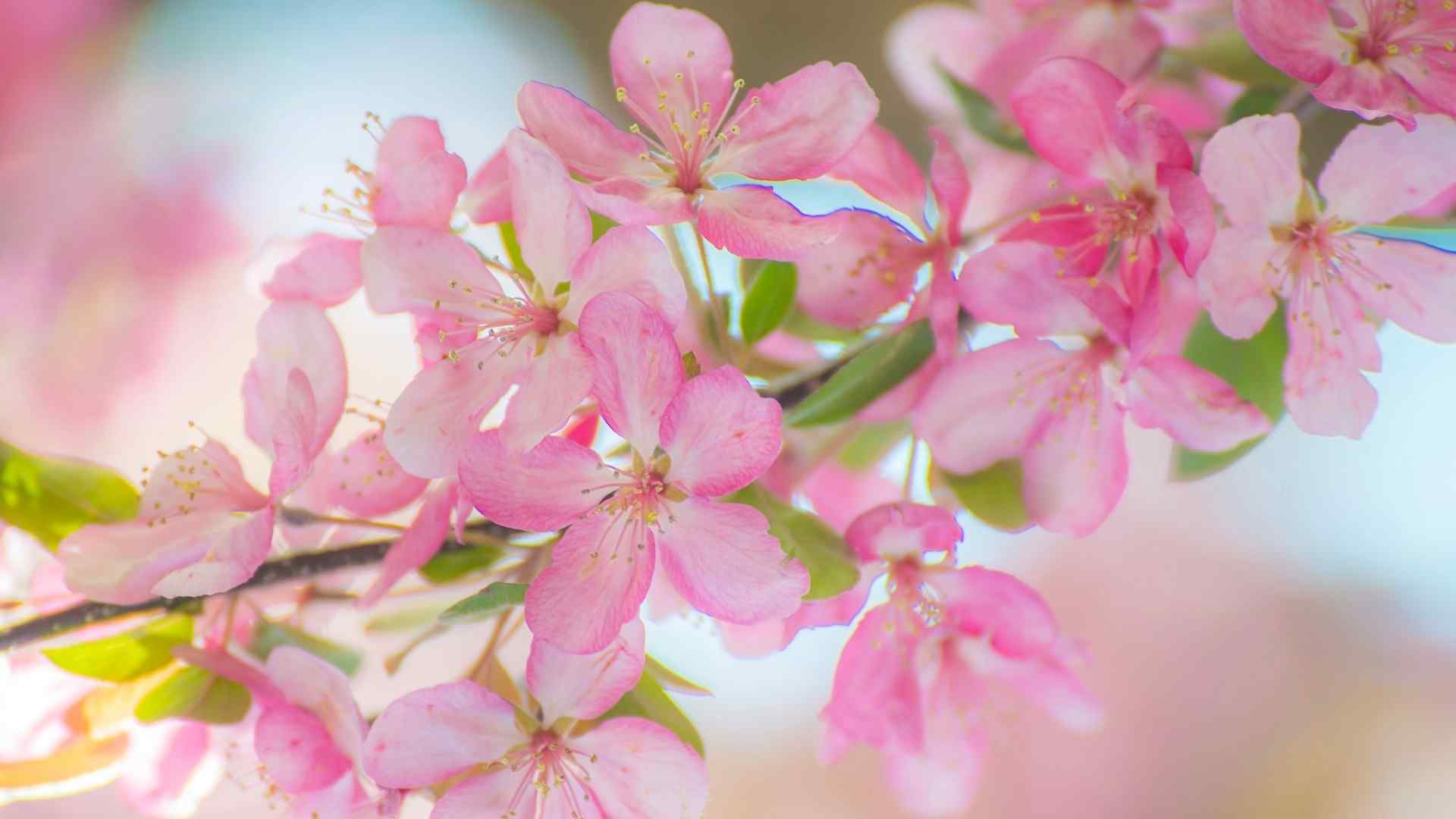 苹果花高清电脑桌