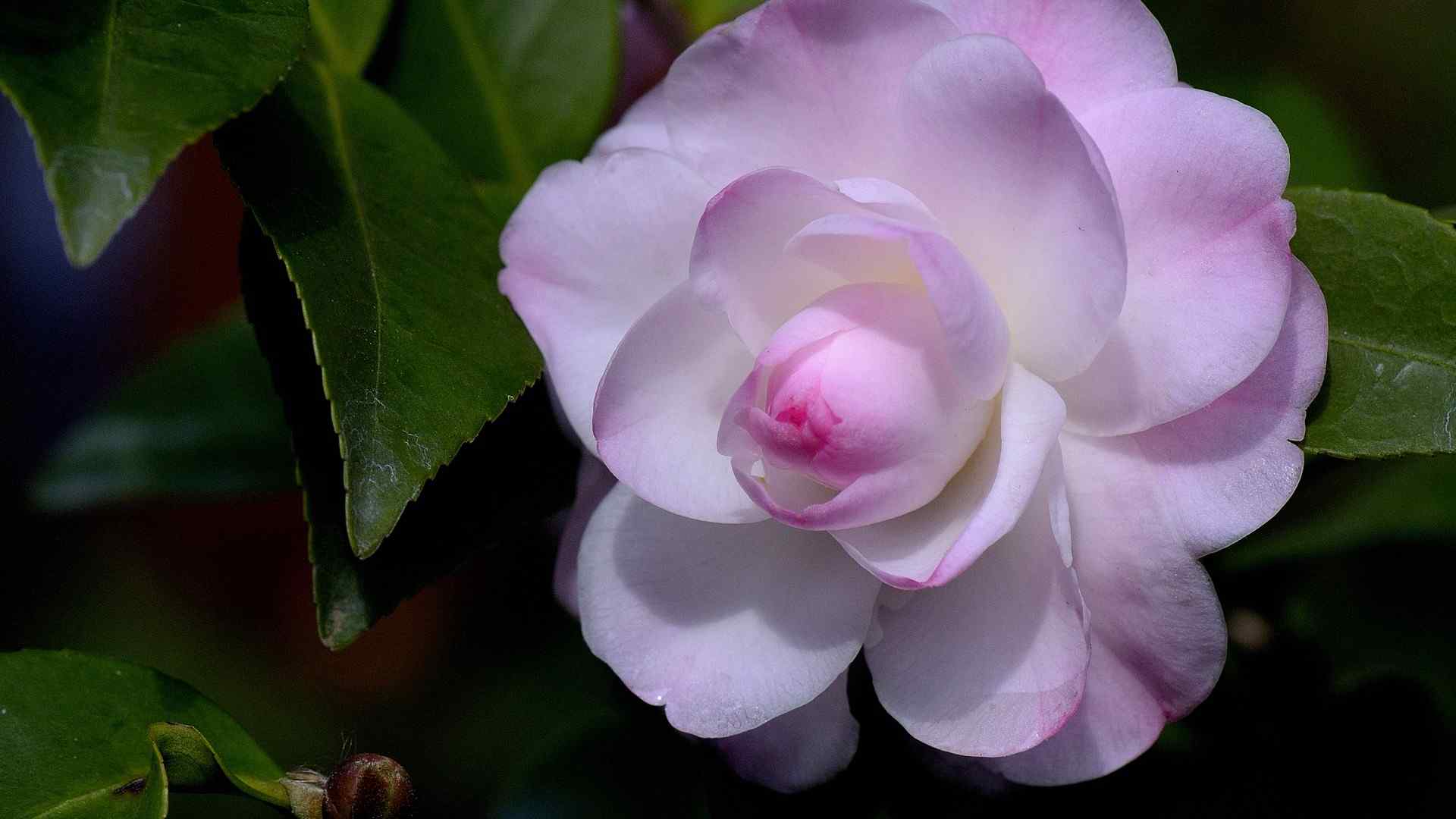 茶花图片高清电脑