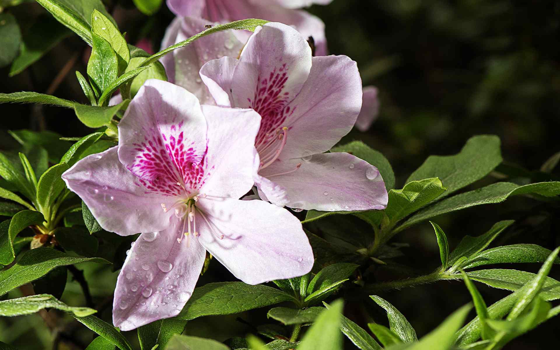 杜鹃花高清桌面壁