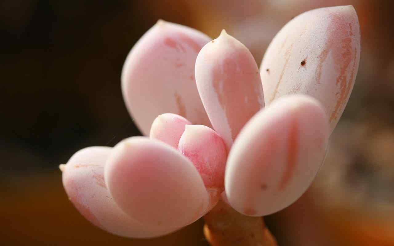 绿色植物可爱护眼电脑桌面壁纸