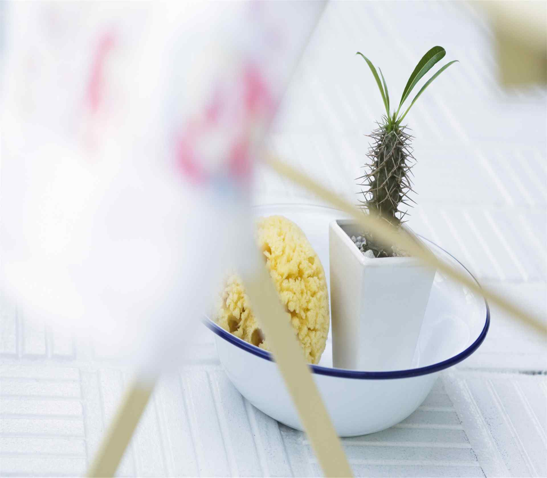 室内绿芽发芽植物盆栽风景桌面壁纸