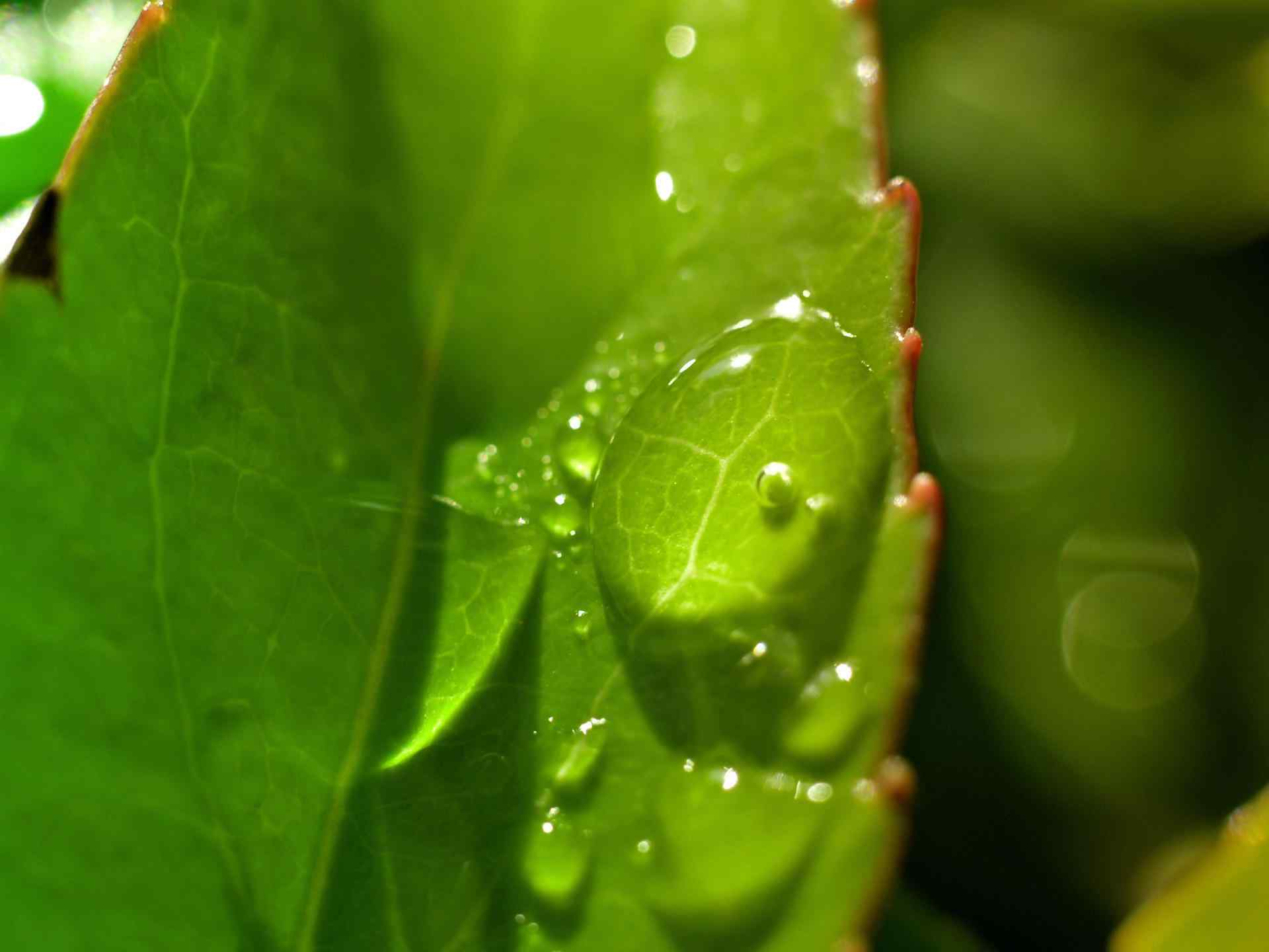 清新绿色植物护眼壁纸 十三辑