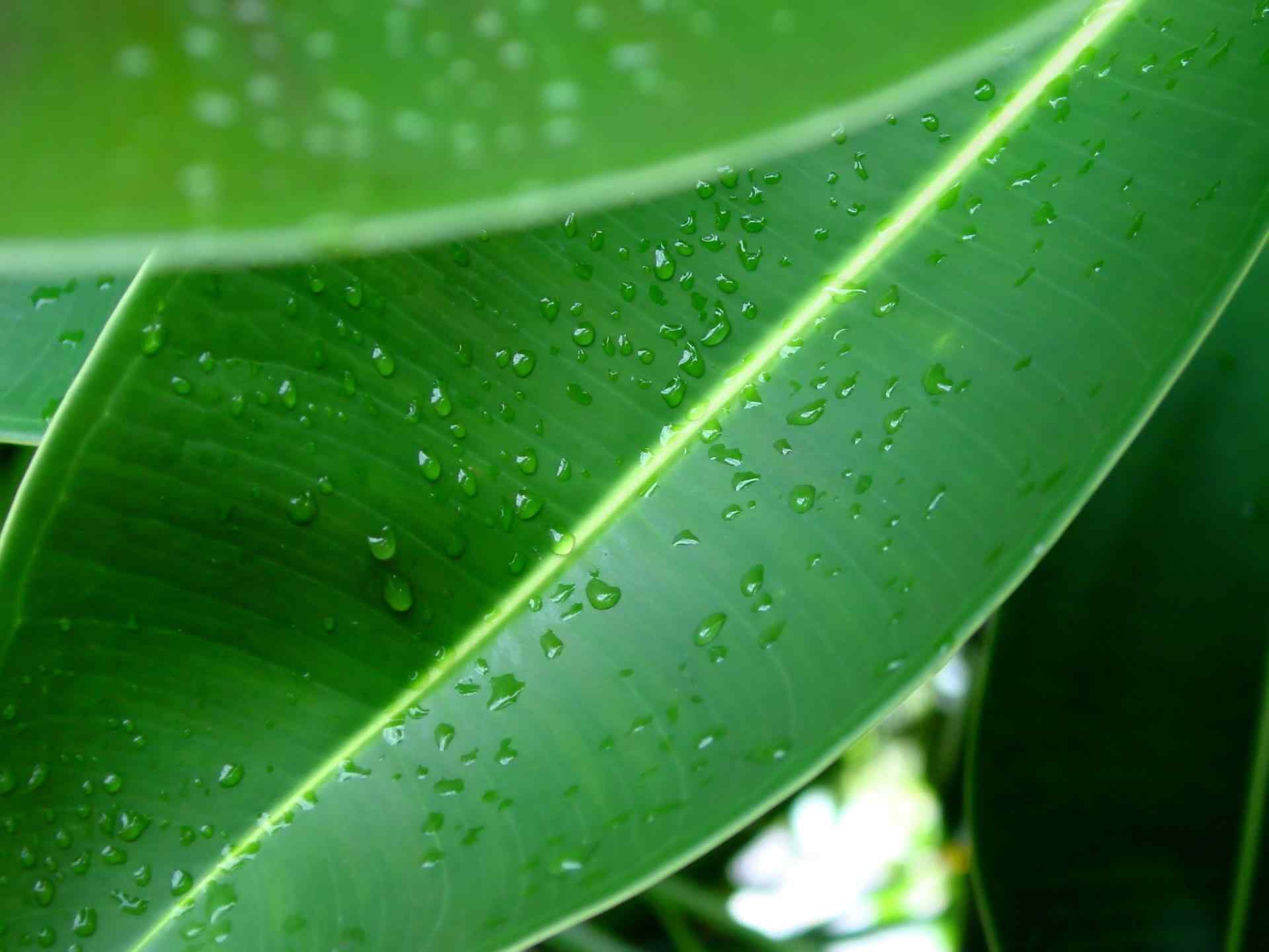 清新绿色植物护眼壁纸 十四辑