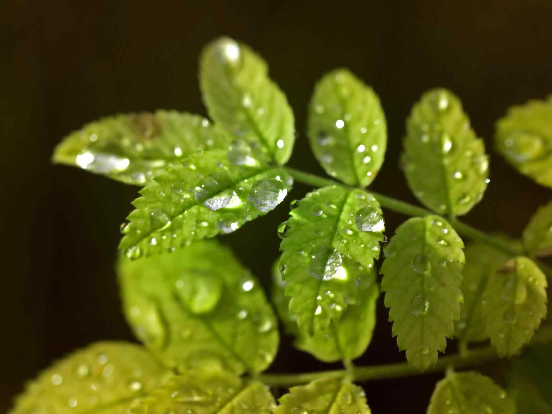 清新绿色植物护眼壁纸 二十辑